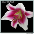 lilium 103.jpg